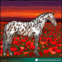 Horse Color:Bay Near Leopard  and Bay Near Leopard 