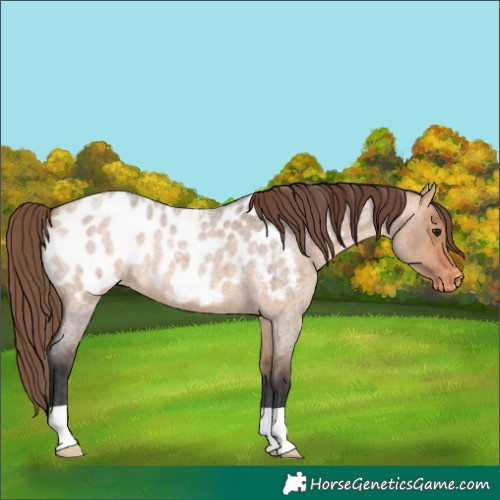 Horse Color:Bay Roan Dun Near Leopard 