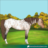 Horse Color:Bay Roan Dun Near Leopard 