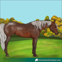 Horse Color:Silver Brown Rabicano 