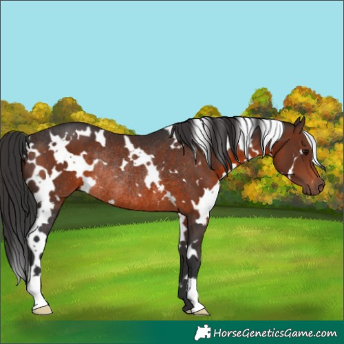 Horse Color:White Spotted Brown Rabicano 