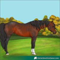 Horse Color:Brown 