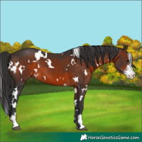 Horse Color:White Spotted Brown Sabino