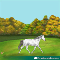 Horse Color:Bay Sabino Splash Appaloosa