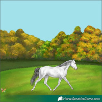 Horse Color:Liver Chestnut Sabino Splash Appaloosa 