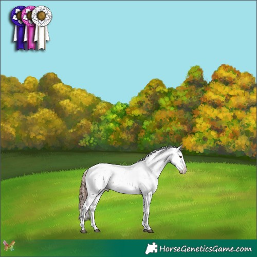 Horse Color:Chestnut Sabino Splash Appaloosa 