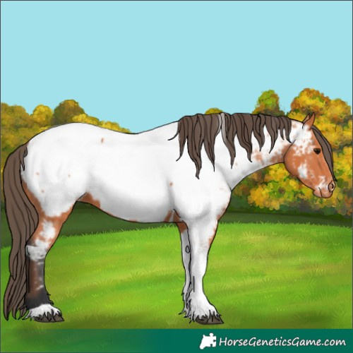 Horse Color:Bay Tobiano Appaloosa