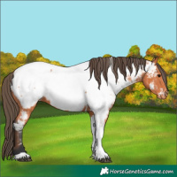 Horse Color:Bay Tobiano Appaloosa 