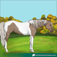 Horse Color:Silver Grullo Tobiano 
