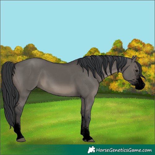 Horse Color:Void Grullo Sabino 