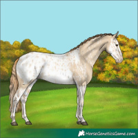 Horse Color:Red Dun Appaloosa  and Red Dun Splash Appaloosa 