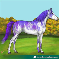 Horse Color:Watercolor White Spotted Brown Splash 