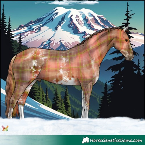 Horse Color:Plaid  White Spotted Chestnut 