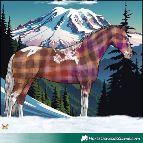 Horse Color:Plaid  Silver Bay Splash Tobiano 