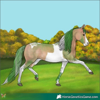 Horse Color:Watercolor Buckskin Splash Tobiano 