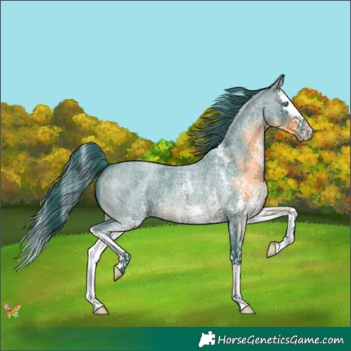 Horse Color:Watercolor White Spotted Brown Roan Splash 