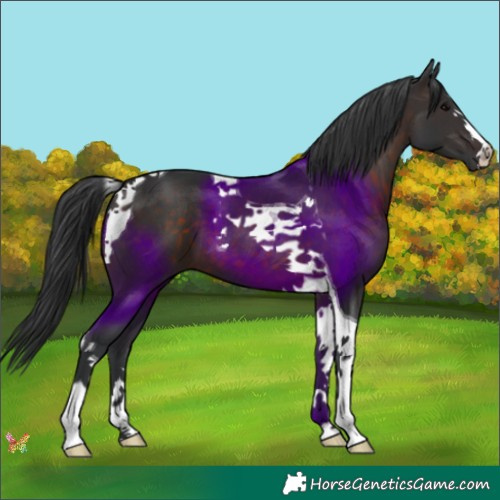 Horse Color:Brown Tobiano 