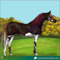Horse Color:Midnight Chestnut Splash 