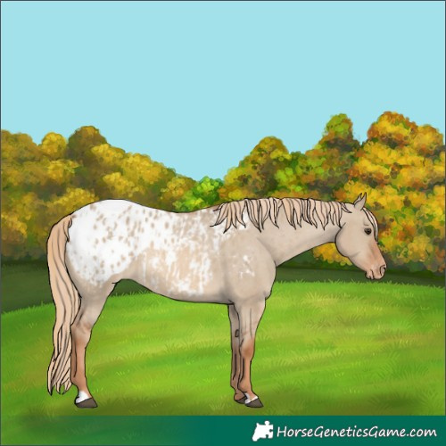 Horse Color:Red Dun Appaloosa  and Red Dun Appaloosa 