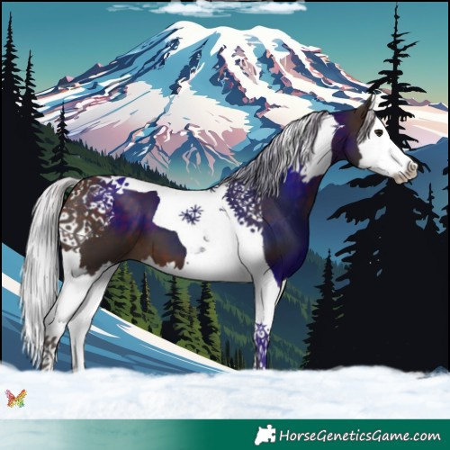 Horse Color:Silver Brown Splash Tobiano 