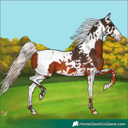 Horse Color:Silver Brown Splash Tobiano 