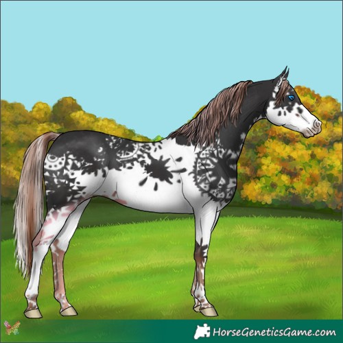 Horse Color:Liver Chestnut Splash 