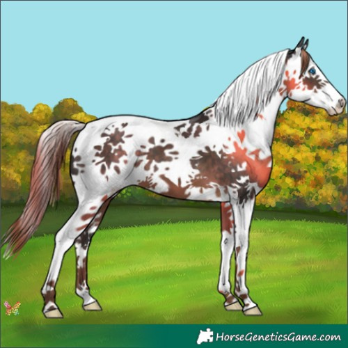 Horse Color:Liver Chestnut Splash Tobiano 