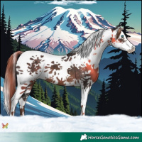 Horse Color:Liver Chestnut Splash Tobiano 