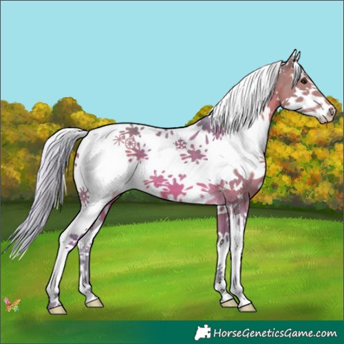 Horse Color:Watercolor Silver Bay Splash 