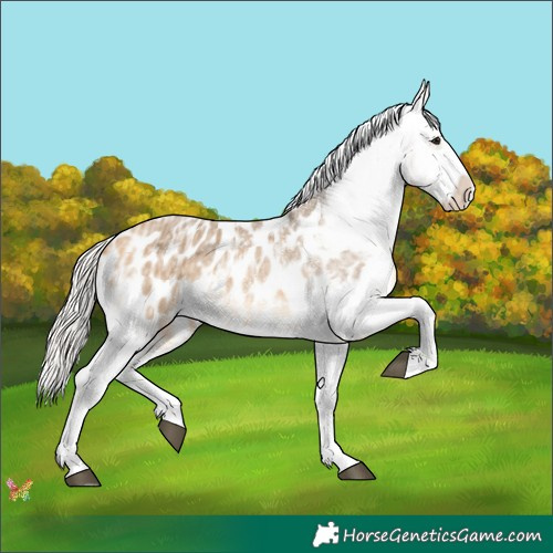 Horse Color:Silver Buckskin Ice Sabino Appaloosa 