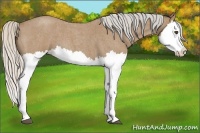 Horse Color:Silver Buckskin Roan Splash 