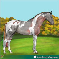 Horse Color:Painted Grullo Tobiano Appaloosa 