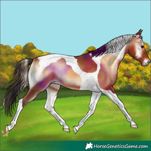 Horse Color:Bay Onyx Tobiano 