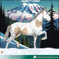 Horse Color:Silver Bay Dun Splash Tobiano 