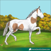 Horse Color:Silver Bay Dun Splash Tobiano 