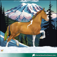 Horse Color:Painted Gold Champagne Tobiano