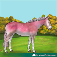 Horse Color:Palomino Onyx Tobiano