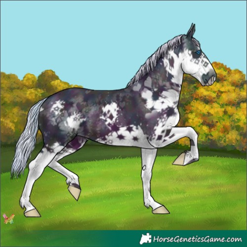 Horse Color:Watercolor Midnight Silver Buckskin Splash 