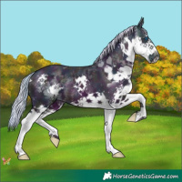 Horse Color:Watercolor Midnight Silver Buckskin Splash 