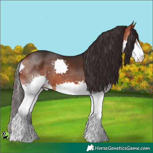 Horse Color:Bay Splash 