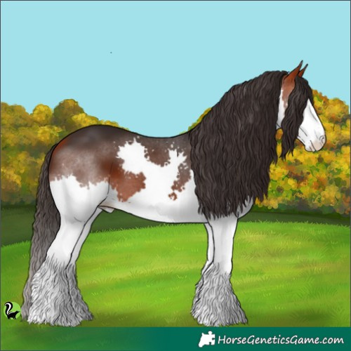 Horse Color:Bay Splash 