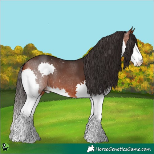Horse Color:Bay Splash 