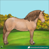 Horse Color:Bay Pearl 