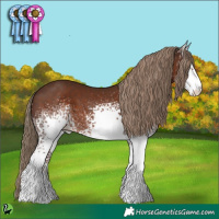 Horse Color:White Spotted Liver Chestnut