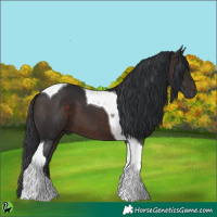 Horse Color:Brown Tobiano