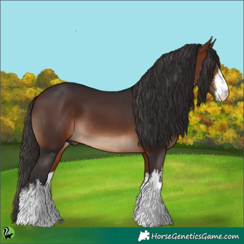 Horse Color:White Spotted Bay 