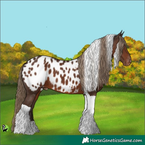 Horse Color:Liver Chestnut Tobiano Appaloosa 
