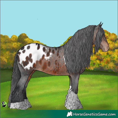Horse Color:Brown Tobiano Appaloosa 
