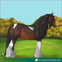 Horse Color:Brown Tobiano Rabicano