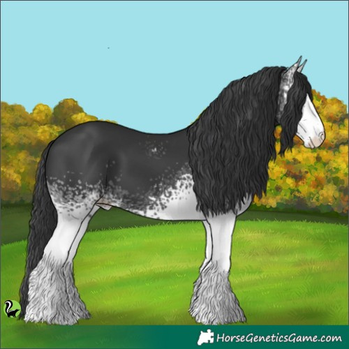 Horse Color:White Spotted Black 